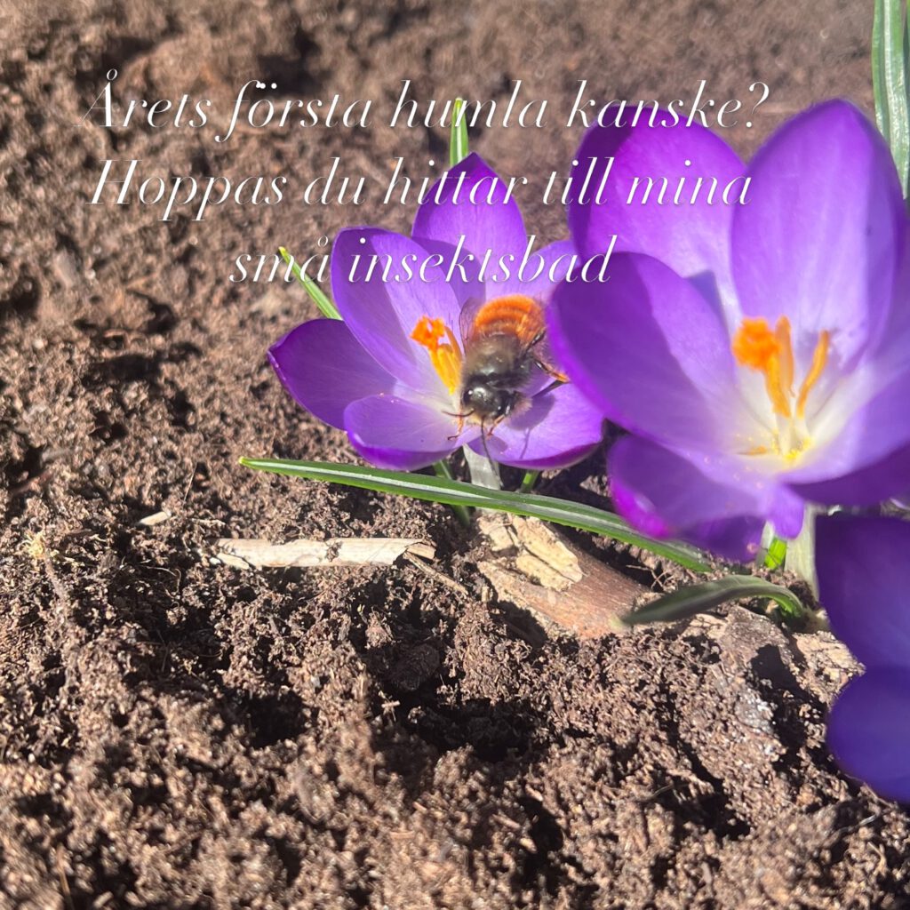 Instagram post from blomstrande.tradgard. This post is in position 1.